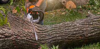 Best Lawn Drainage Solutions  in Chieand, FL