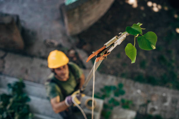 Best Leaf Removal  in Chieand, FL