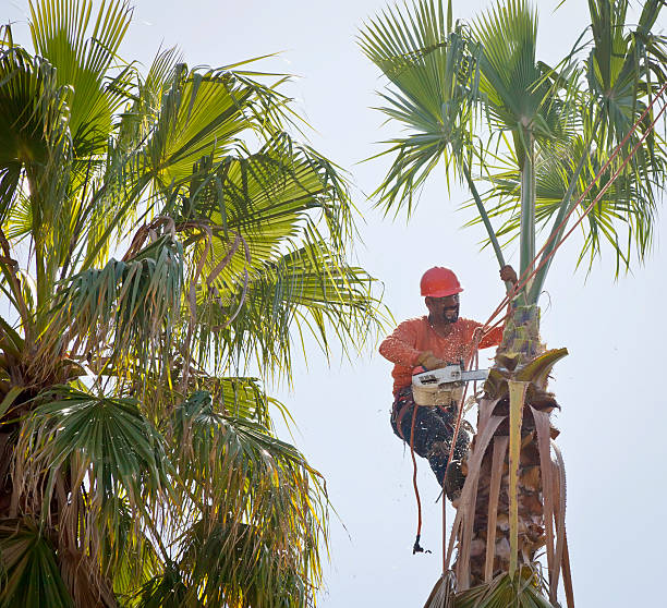 Best Tree Removal  in Chieand, FL